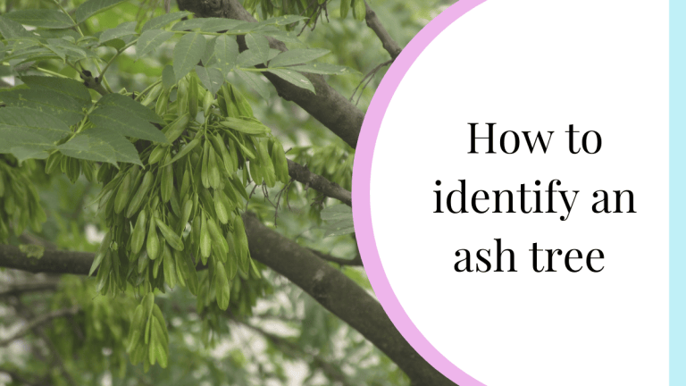 Tree Identification - Identify Ash - My Nature Nook