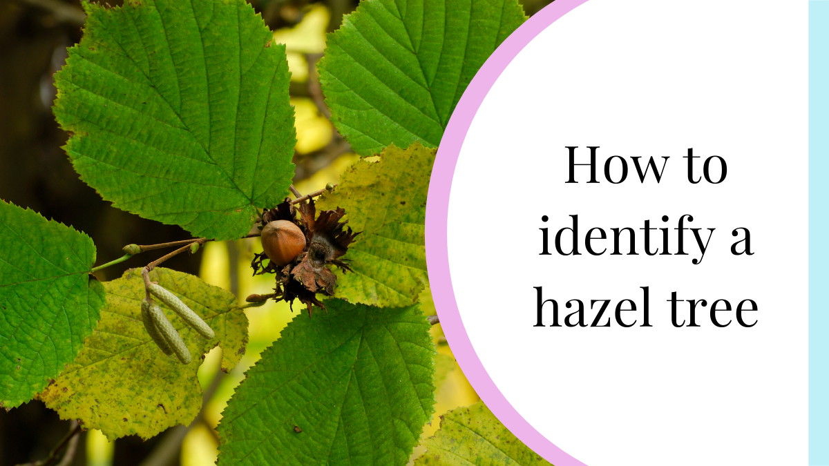 How To Identify A Hazel Tree Easy Tree Id My Nature Nook
