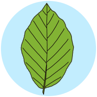 Tree Identification Identify Beech My Nature Nook